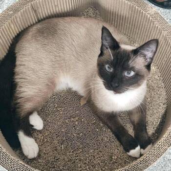 Simone -  Siamese Cat for Adoption - Simone | PetCurious