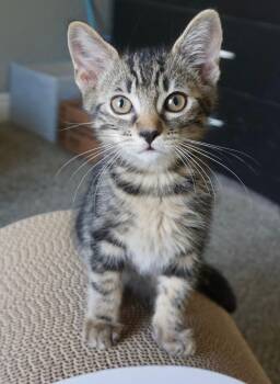 Mack -  Tabby Cat for Adoption in Fresno, California - Mack | PetCurious