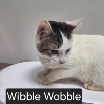 Domestic Short Hair Cats Available for Adoption in Snow Hill, North Carolina - Wibble Wobble | PetCurious