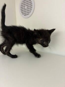 Mary Ann -  Domestic Short Hair Cat for Adoption in Oxford, North Carolina - Mary Ann | PetCurious