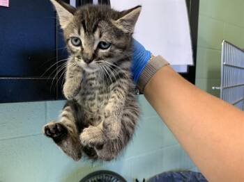 JEREMY -  Domestic Short Hair Cat Available for Adoption in Grand Prairie, Texas - JEREMY | PetCurious