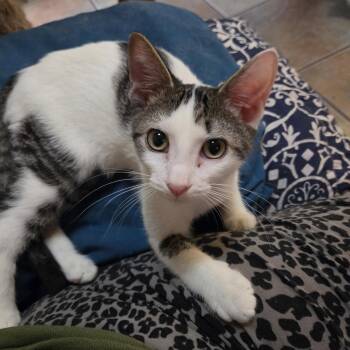 Bono -  Domestic Short Hair Cat for Adoption in Longwood, Florida - Bono | PetCurious
