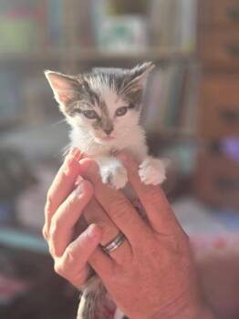 Ned -  Domestic Short Hair Cat for Adoption in Grove City, Ohio - Ned | PetCurious