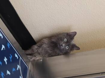 Ashley -  Domestic Long Hair Cat for Adoption in Mission Viejo, California - Ashley | PetCurious