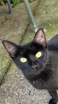 Domestic Short Hair Cats Available for Adoption - Pixie | PetCurious