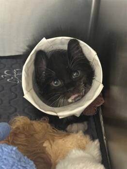 MATEO -  Domestic Long Hair Cat for Adoption in Riverside, California - MATEO | PetCurious