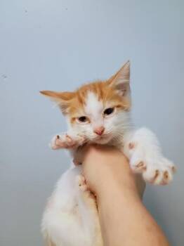Mr. Green -  Domestic Short Hair Cat for Adoption in Beatrice, Nebraska - Mr. Green | PetCurious