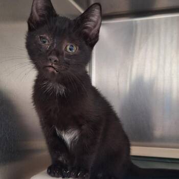 Peanut Crunch -  Domestic Short Hair Cat for Adoption in Attica, New York - Peanut Crunch | PetCurious