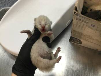 A1928975 -  Domestic Short Hair Cat for Adoption in Thousand Palms, California - A1928975 | PetCurious