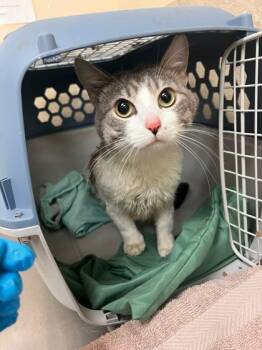 Domestic Medium Hair and Domestic Short Hair Cats Available for Adoption in Honolulu, Hawaii - Walter | PetCurious