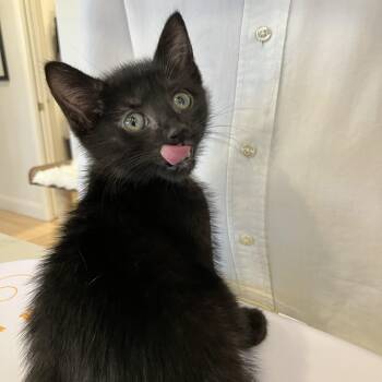 Rescue Domestic Short Hair Cats for Adoption in Hull, Massachusetts - Minnie | PetCurious