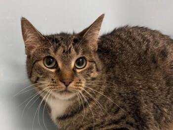 Little One -  Domestic Long Hair and Domestic Short Hair Cat for Adoption in Woodbury, Minnesota - Little One | PetCurious