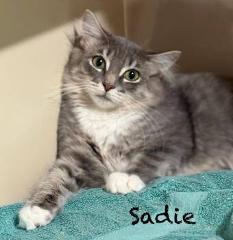 Rescue Domestic Medium Hair Cats for Adoption in Pawleys Island, South Carolina - Sadie | PetCurious