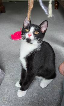 Daydream26 -  Domestic Short Hair Cat Available for Adoption in Youngsville, North Carolina - Daydream26 | PetCurious