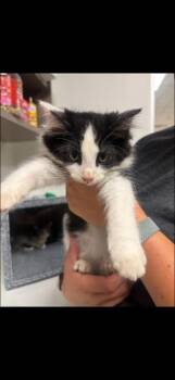 Domino -  Domestic Long Hair Cat for Adoption in Greenfield, Indiana - Domino | PetCurious