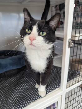 Domestic Short Hair Cats Available for Adoption in Oconto, Wisconsin - Sylvester (FIV+) | PetCurious