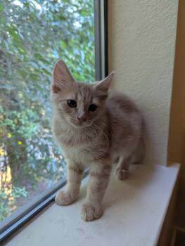 Spring Lake (Lake) -  Domestic Medium Hair Cat for Adoption in Davis, California - Spring Lake (Lake) | PetCurious