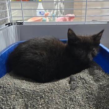 Aaliyah -  Domestic Short Hair Cat for Adoption in Sioux Falls, South Dakota - Aaliyah | PetCurious