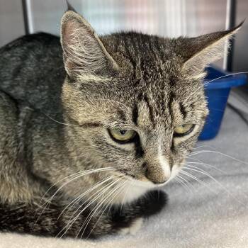 Popo -  Domestic Short Hair Cat for Adoption in Port Charlotte, Florida - Popo | PetCurious