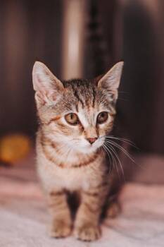 93195a Tomie -  Domestic Short Hair Cat for Adoption in North Charleston, South Carolina - 93195a Tomie | PetCurious