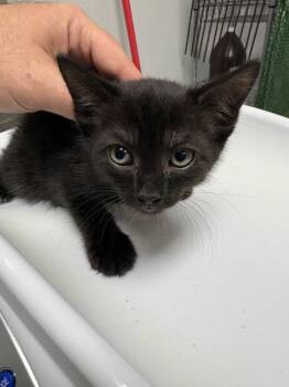 Nf8c -  Domestic Short Hair Cat for Adoption in Lawrenceville, Georgia - Nf8c | PetCurious