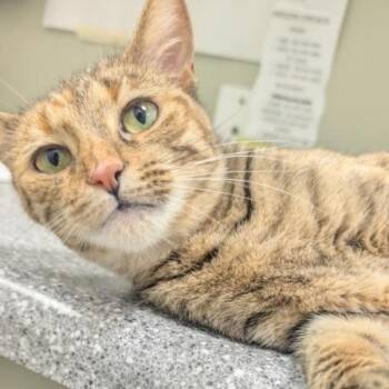 Rescue Domestic Short Hair Cats for Adoption in Ottawa, Illinois - Misha | PetCurious