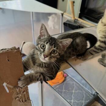 Juno -  Domestic Short Hair Cat for Adoption in Omaha, Nebraska - Juno | PetCurious
