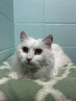 Domestic Long Hair and Domestic Short Hair Cats Available for Adoption in Spruce Pine, North Carolina - Elsa | PetCurious