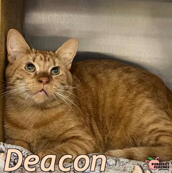 Rescue Domestic Short Hair Cats for Adoption in Douglasville, Georgia - Deacon | PetCurious