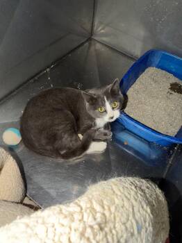 Domestic Short Hair Cats Available for Adoption - Minxy | PetCurious