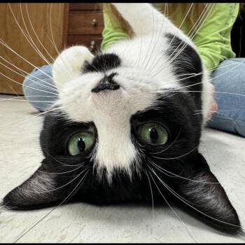 Ziggy -  Domestic Short Hair Cat for Adoption in Milford, Iowa - Ziggy | PetCurious