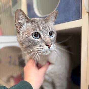 Olaf -  Domestic Short Hair Cat for Adoption in Tulsa, Oklahoma - Olaf | PetCurious