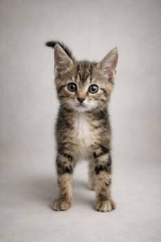 Domestic Short Hair Cats Available for Adoption - Wren | PetCurious