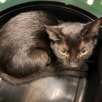 Ying -  Domestic Short Hair Cat for Adoption in Lynchburg, Virginia - Ying | PetCurious