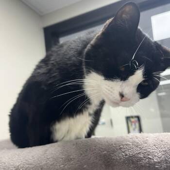 Domestic Short Hair Cats Available for Adoption - Margie | PetCurious