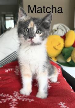 Dilute Calico Cats Available for Adoption in Oakley, California - Matcha | PetCurious