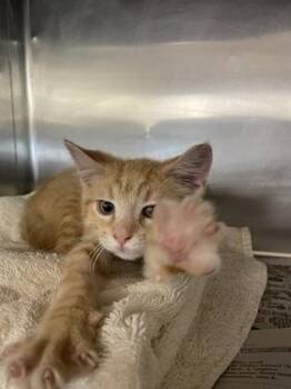 Gremlin -  Domestic Short Hair Cat for Adoption in Houston, Texas - Gremlin | PetCurious