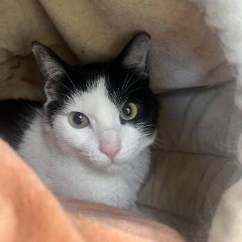 Domestic Short Hair Cats Available for Adoption in Las Vegas, Nevada - Glitch | PetCurious