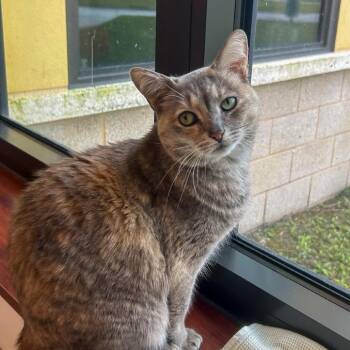 Domestic Short Hair Cats Available for Adoption - Gemma | PetCurious