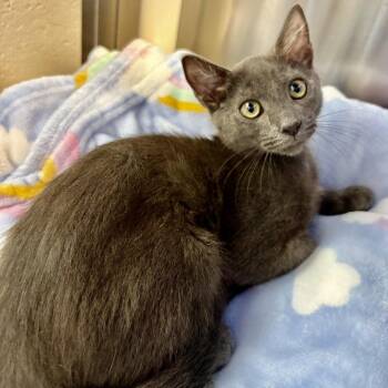 Kershaw -  Domestic Medium Hair Cat for Adoption in Riverside, California - Kershaw | PetCurious