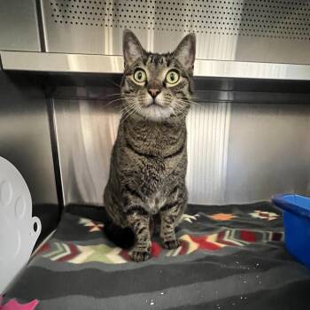 Domestic Short Hair Cats Available for Adoption in Sarasota, Florida - Ruby (Sterling) | PetCurious