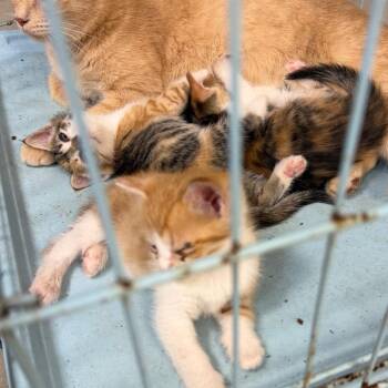 Leopard -  Domestic Short Hair Cat for Adoption in Newark, New Jersey - Leopard | PetCurious