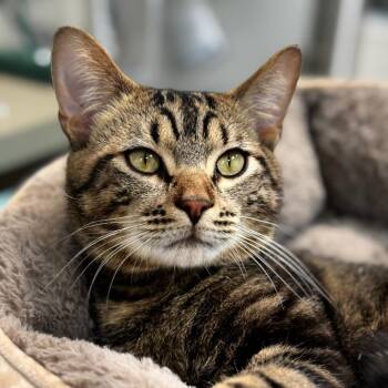 Domestic Short Hair Cats Available for Adoption in Bradenton, Florida - Frito | PetCurious