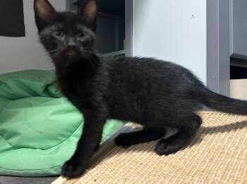 Echo -  Domestic Short Hair Cat for Adoption in Town 