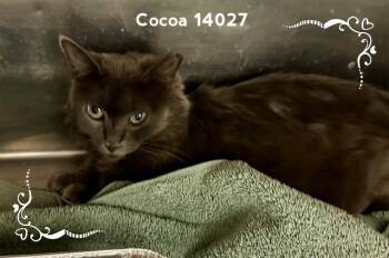 Rescue Domestic Medium Hair Cats for Adoption in Marietta, Georgia - COCOA | PetCurious