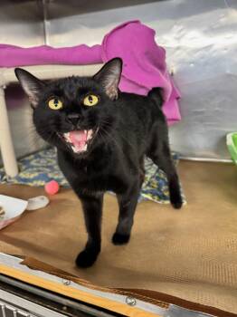 Nook Nook -  Domestic Short Hair Cat for Adoption in Boston, Massachusetts - Nook Nook | PetCurious