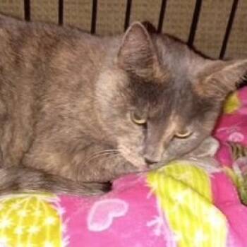 Rescue Domestic Short Hair Cats for Adoption in West Warwick, Rhode Island - Augusta | PetCurious