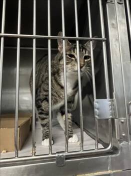 FENNEL -  Domestic Short Hair Cat for Adoption in Woodland, California - FENNEL | PetCurious