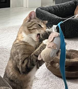 Torbie and Domestic Short Hair Cats Available for Adoption - Miss Molly | PetCurious