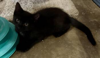 Tigger -  Domestic Short Hair Cat for Adoption in Centerville, Georgia - Tigger | PetCurious